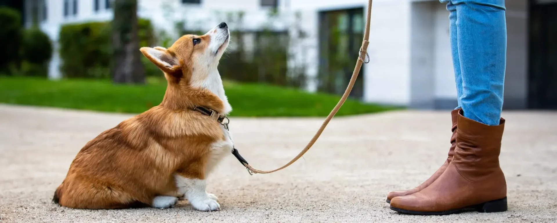 Entrenamiento Canino - Escuela para Perros