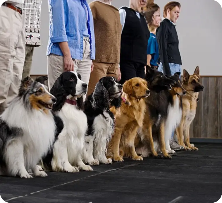 Entrenamiento Canino - Clases Grupales