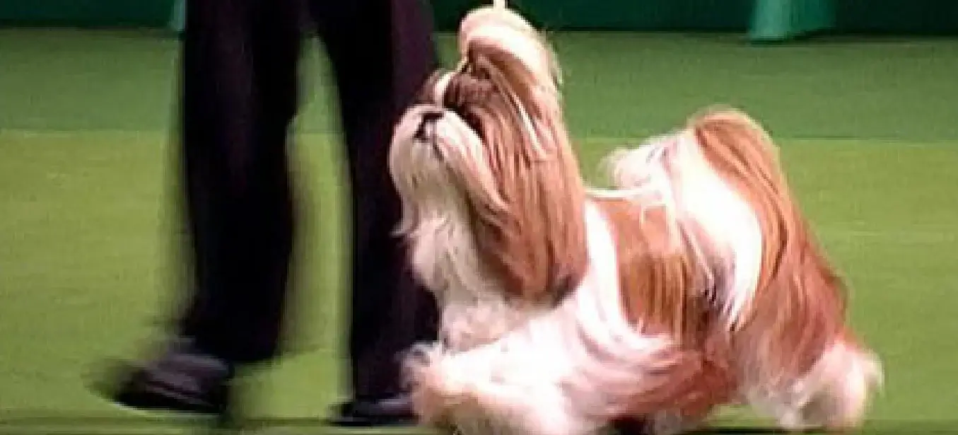 Entrenamiento Canino - Entrenamiento Para Conformación De Belleza