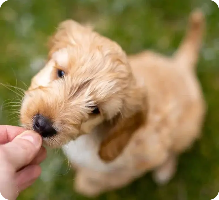 Entrenamiento Canino - Entrenamiento de Cachorros
