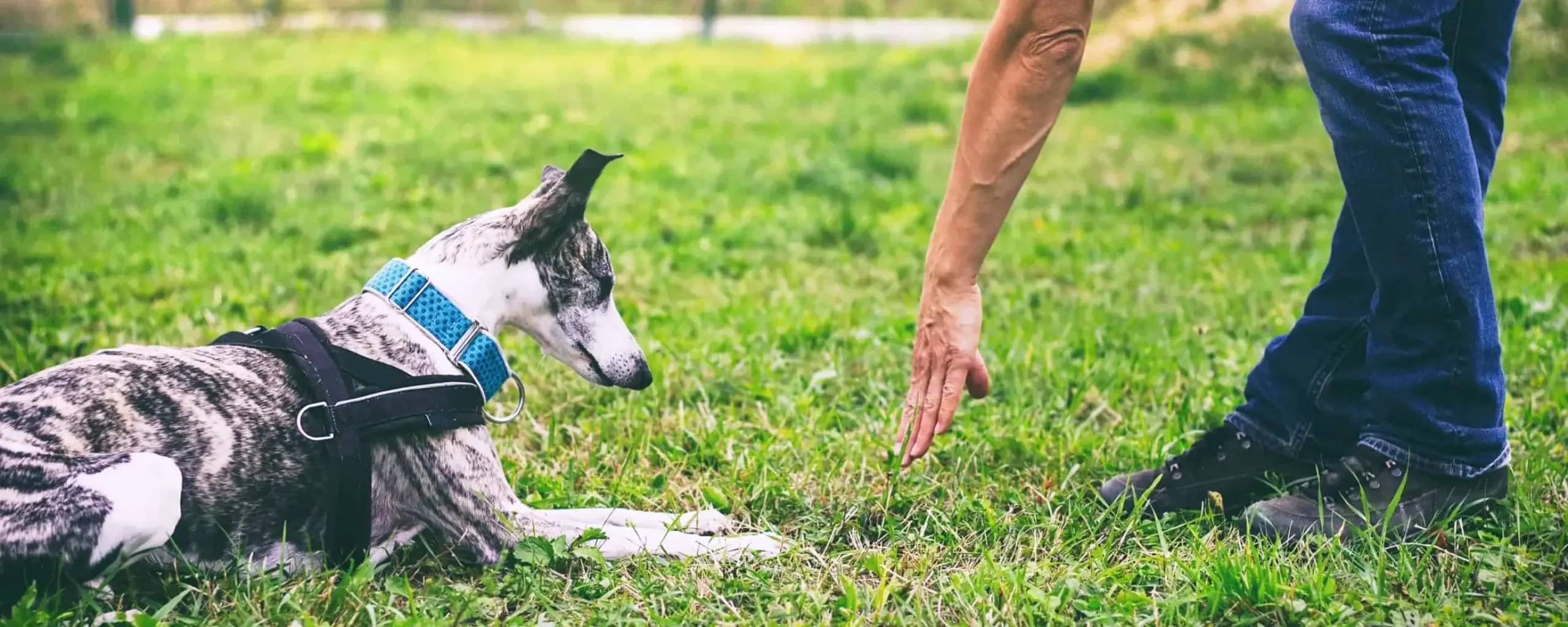 Entrenamiento Canino - Escuela para Perros