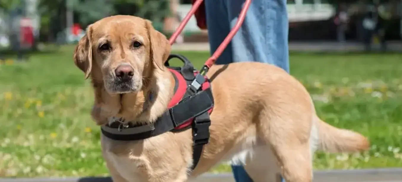 Entrenamiento Canino - Entrenamiento A Perros De Servicio