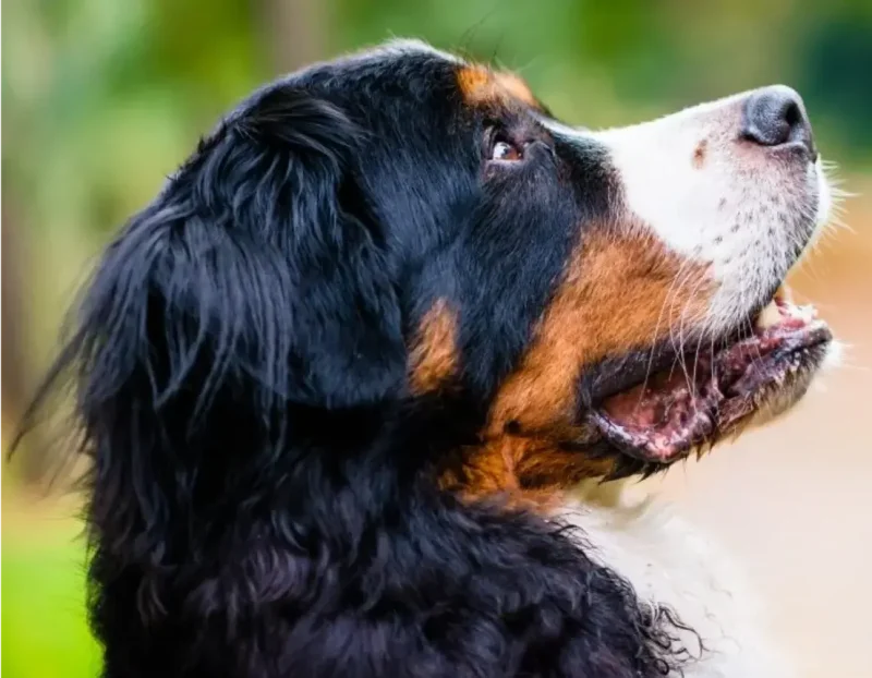 Entrenamiento Canino - Escuela para Perros