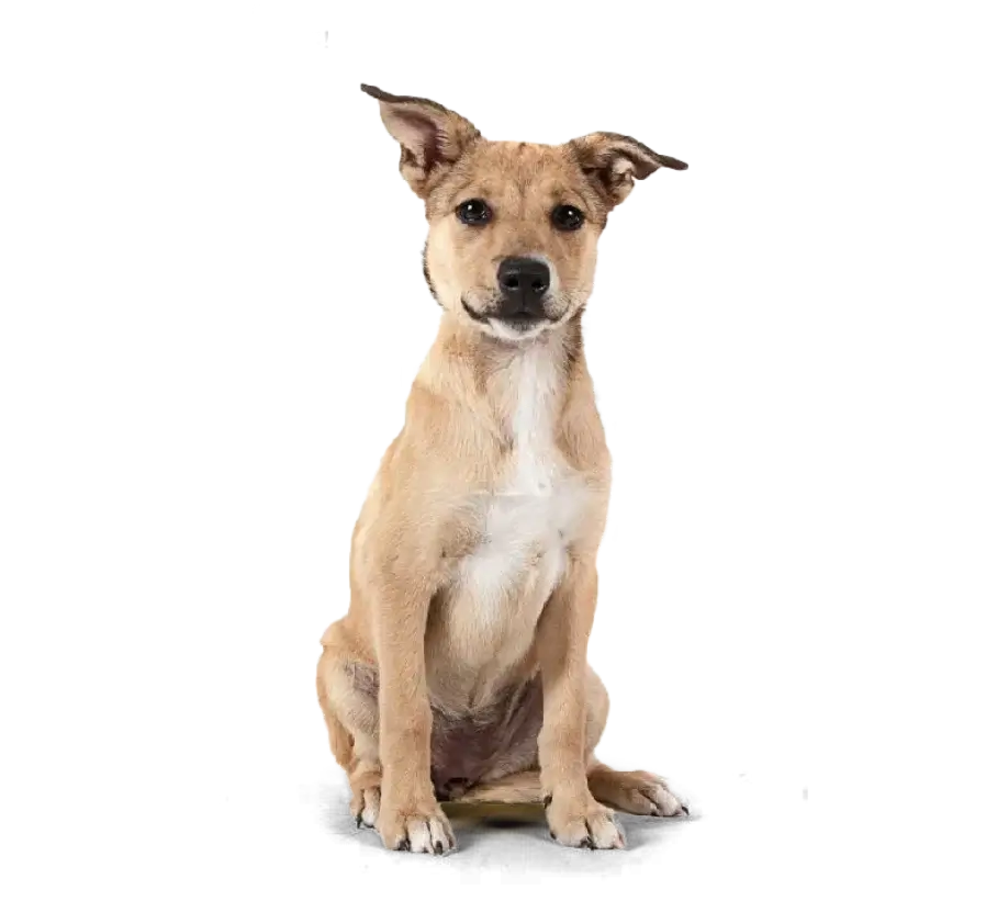 Entrenamiento Canino - Escuela para Perros