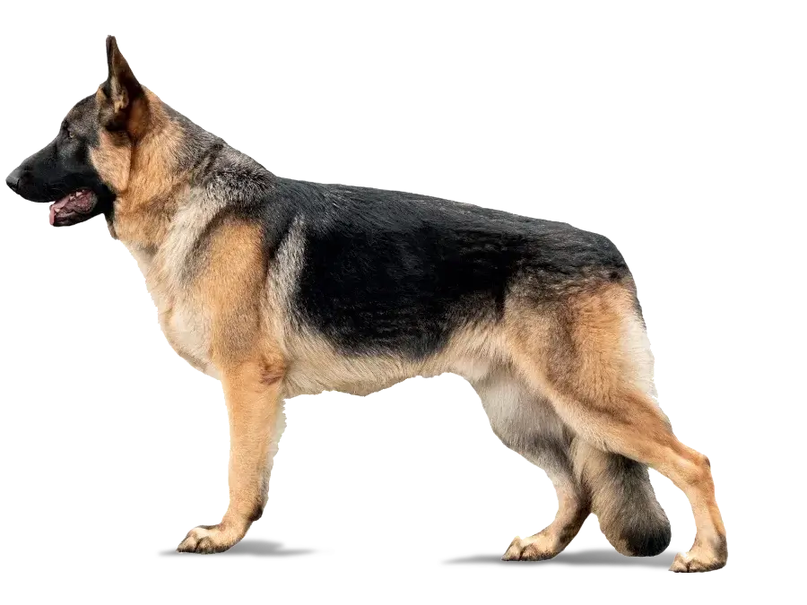 Entrenamiento Canino - Escuela para Perros