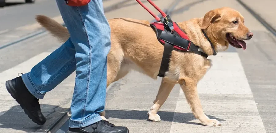 Entrenamiento Canino - Escuela para Perros