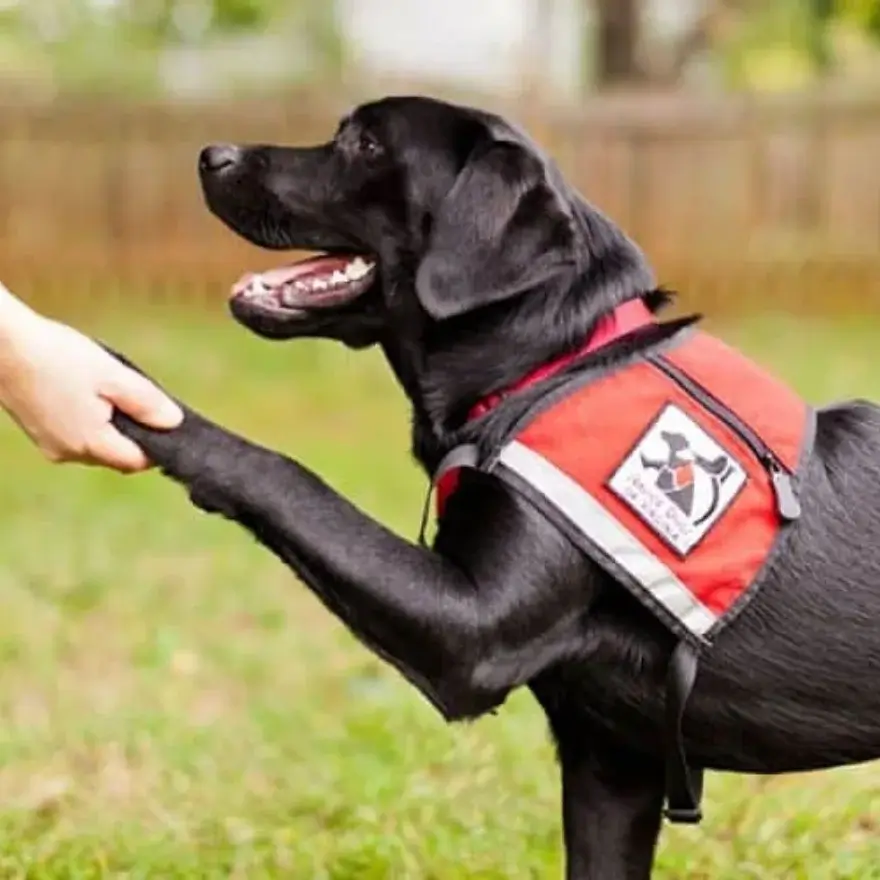 Entrenamiento Canino - Escuela para Perros