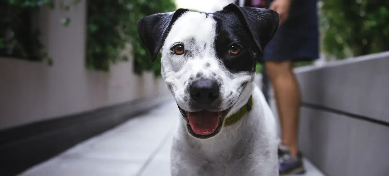 Entrenamiento Canino - Perros De Compañía