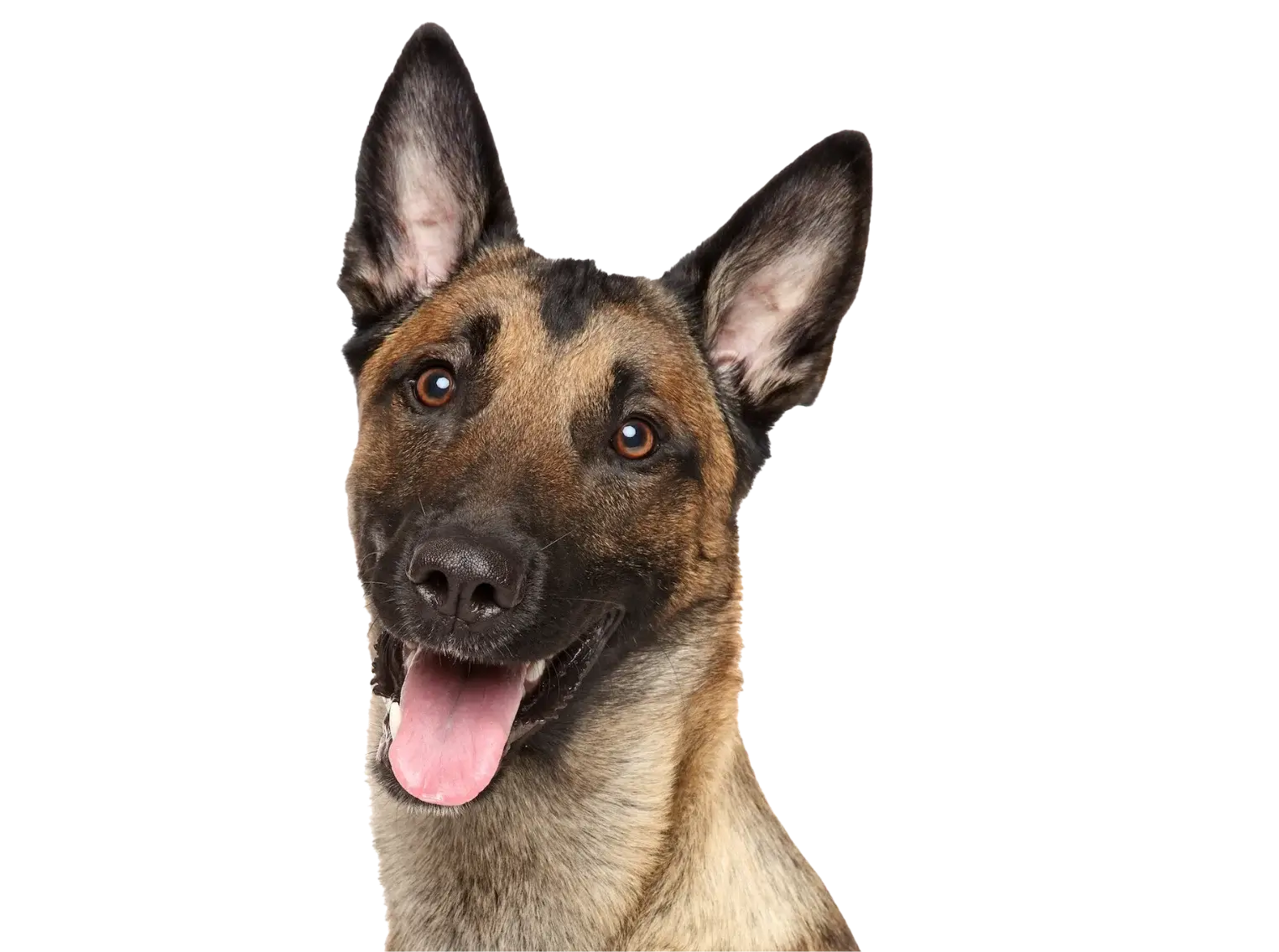 Entrenamiento Canino - Escuela para Perros